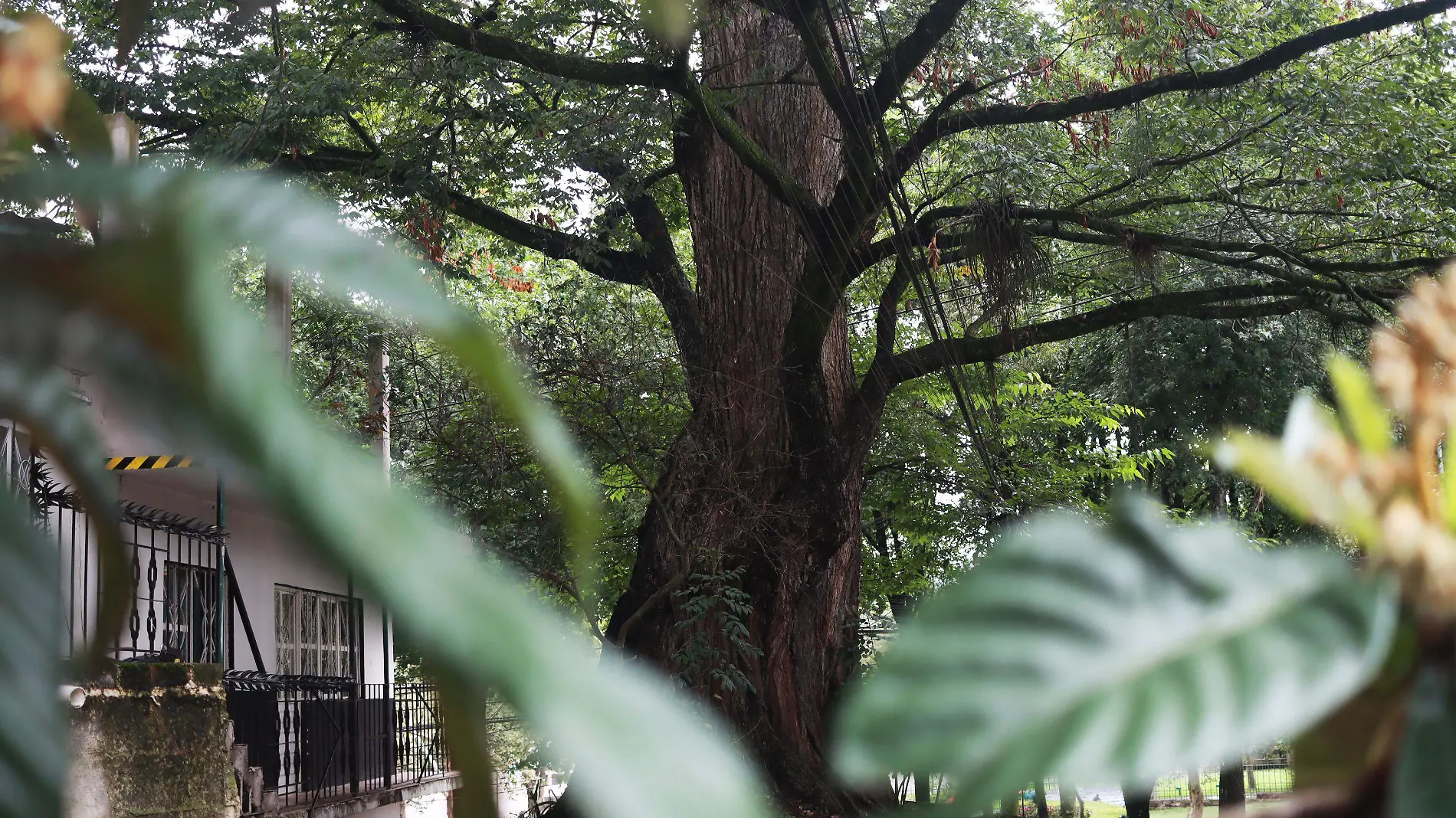 Olmo | Árbol | Calle chilpancingo